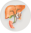 Biliary Tract and Liver