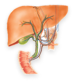 Biliary Tract and Liver