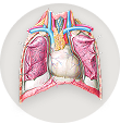 Heart, pericardium, and aorta