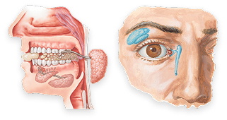 Salivary and Lacrimal Glands