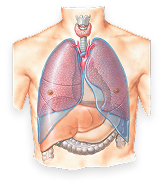 Lungs and Pleura