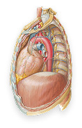 Mediastinum