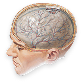 Meninges