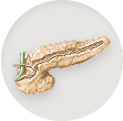 Pancreas