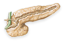 Pancreas