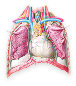 Biliary Tract and Liver