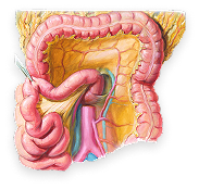 Biliary Tract and Liver