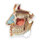 Skull, Sinuses, and Ears