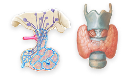 Thyroid and Pituitary Glands