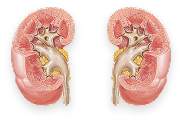 Kidneys