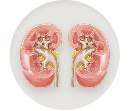 Kidneys