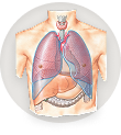 Lungs and pleura
