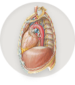 Mediastinum