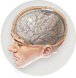 Meninges