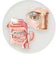 Salivary and lacrimal glands