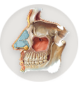 Skull, sinuses, and ears